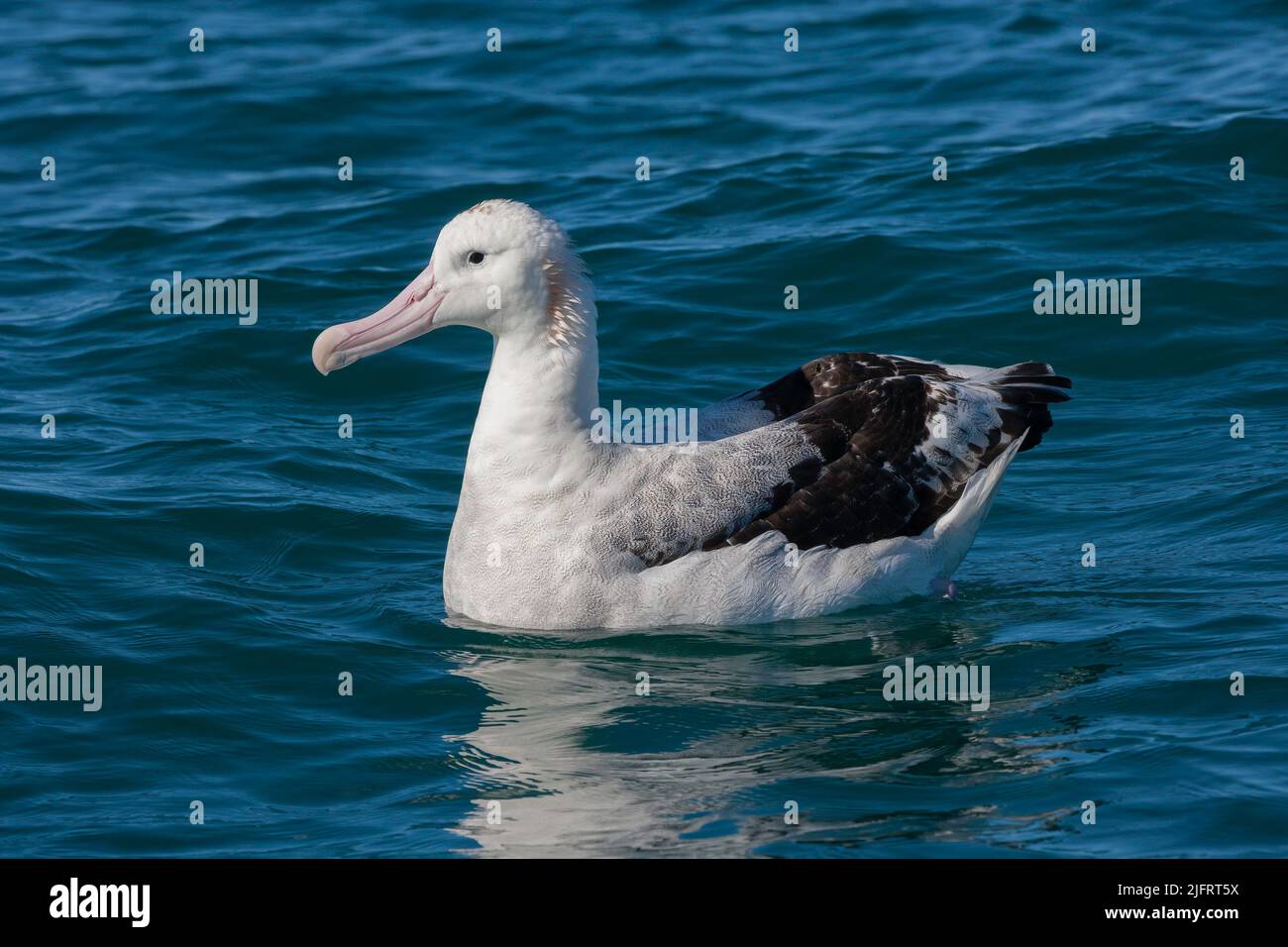 Wandering Albatross (Diomedea exulans) Kaikoura Area, South Island, Neuseeland, Credit:Robin Bush / Avalon Stockfoto