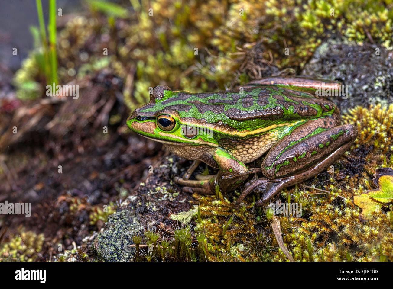 Grüner und goldener Glockenfrosch ( Litoria aurea ), der zwischen moosbedeckten Felsen sitzt. Auckland Neuseeland, Credit:Robin Bush / Avalon Stockfoto