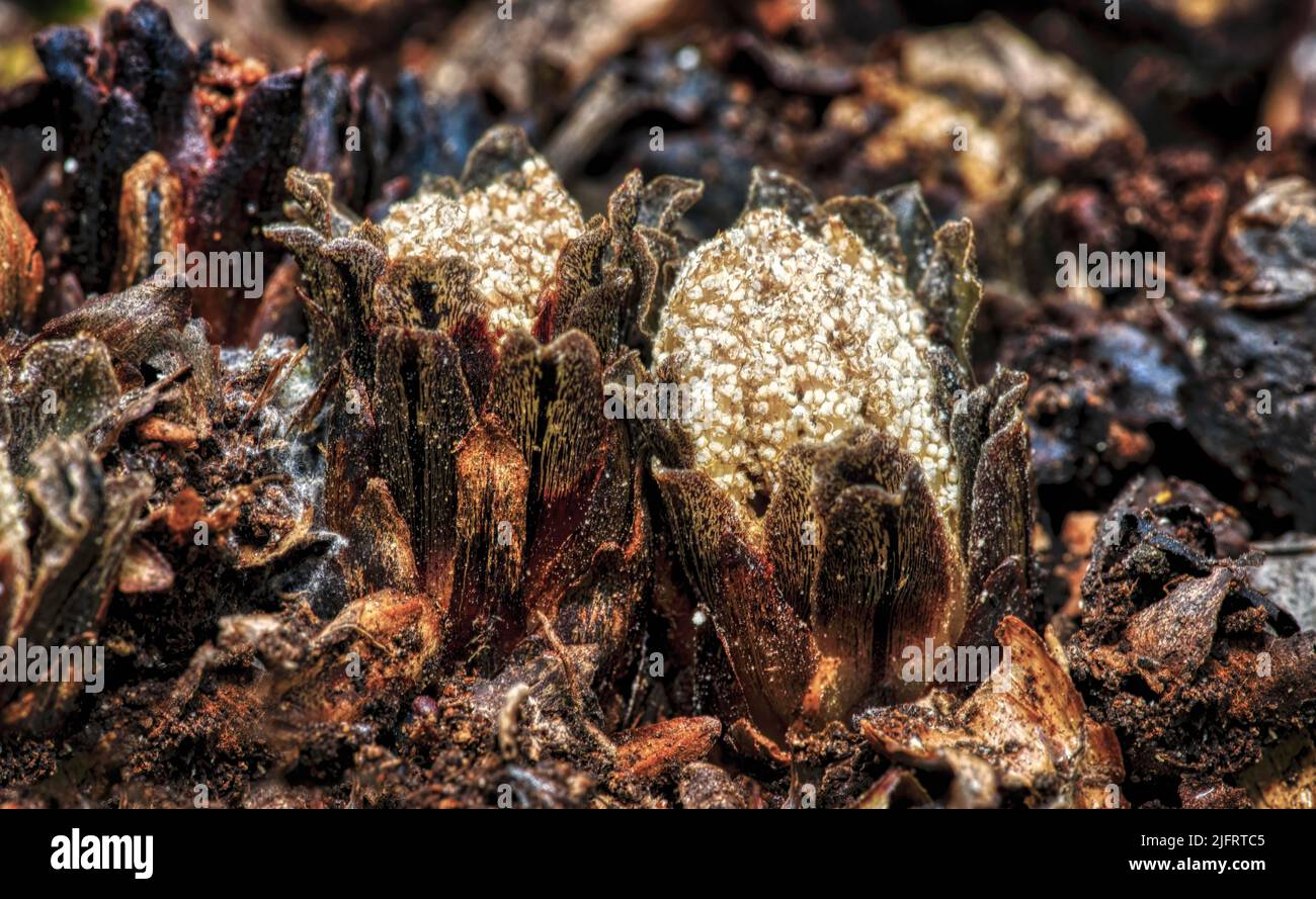 Holzrose ( Dactylanthus taylorii ) Dactylanthus ist Neuseelands einzige autochthone, vollständig parasitäre Blütenpflanze, Quelle:Robin Bush / Avalon Stockfoto