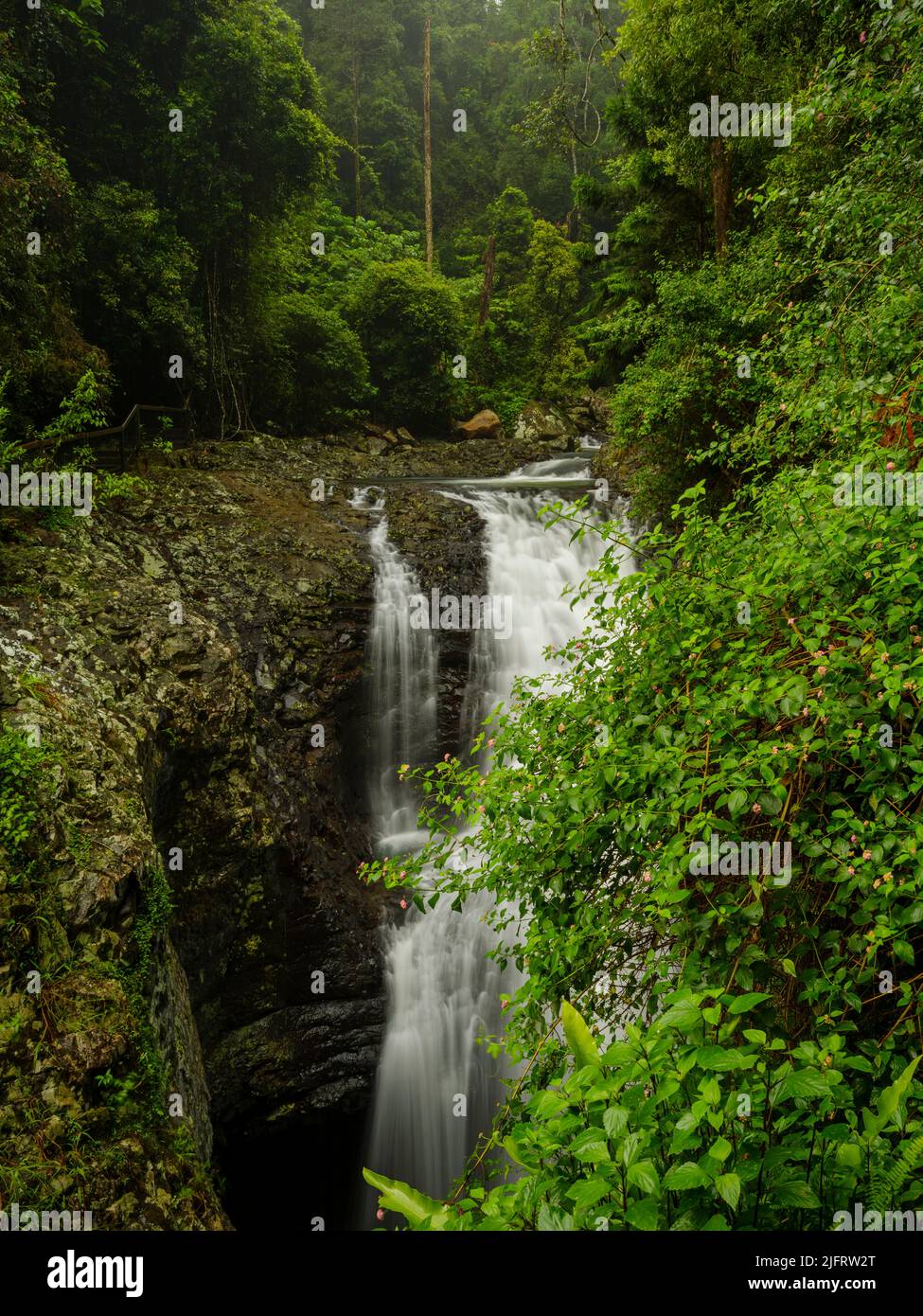 Natural Bridge, Springbrook National Park, Australien Stockfoto