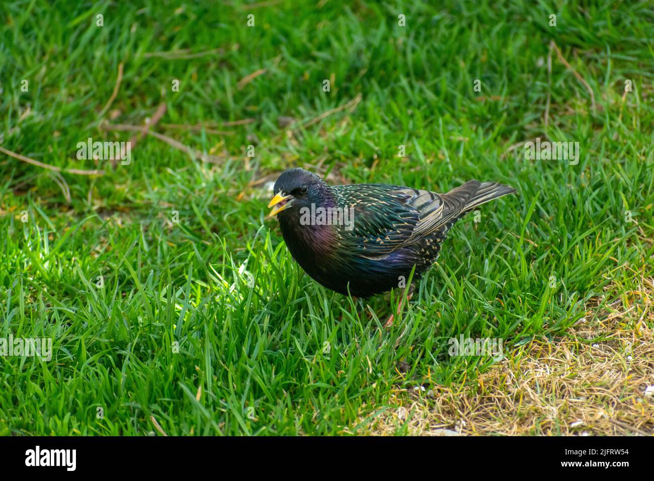 Ein schöner und glänzender Star, der auf dem Gras läuft Stockfoto