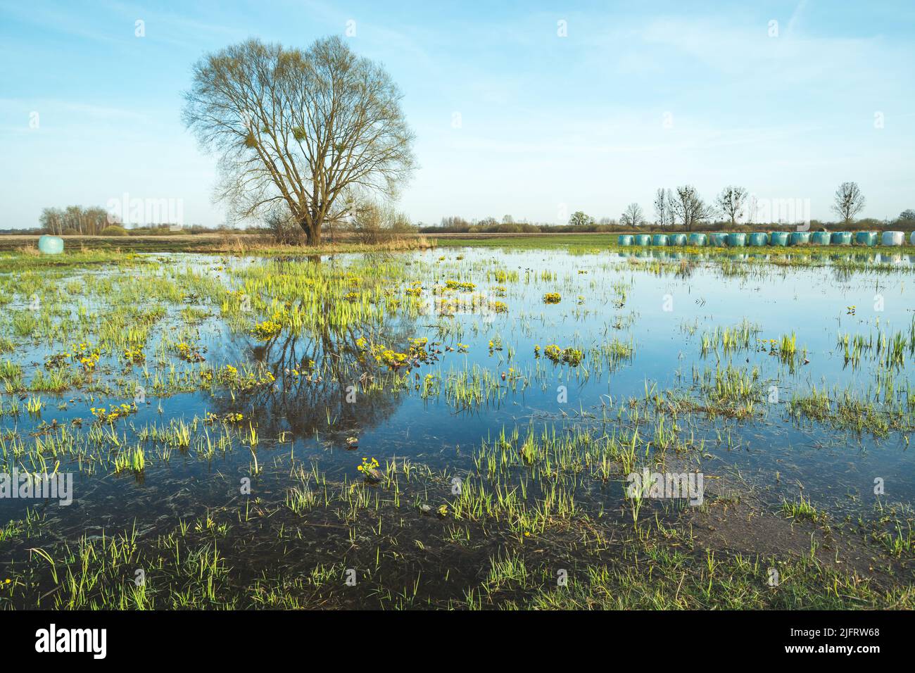 Ein großer Baum hinter einer überfluteten Wiese Stockfoto