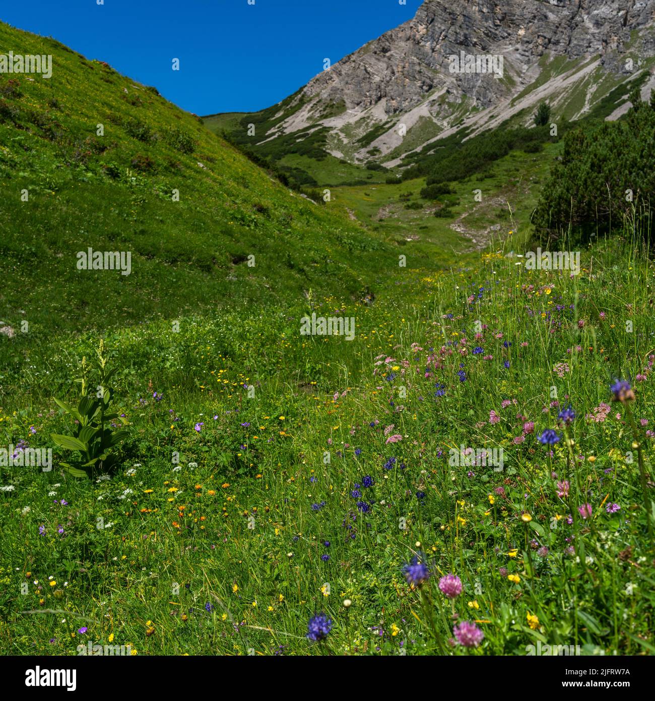 Viele verschiedene farbige Blumen auf den Almwiesen im Tal von Brand. Margeriten, Gänseblümchen, Arnika, Teufelskralle, Orchidee, Gelber Enzian Stockfoto