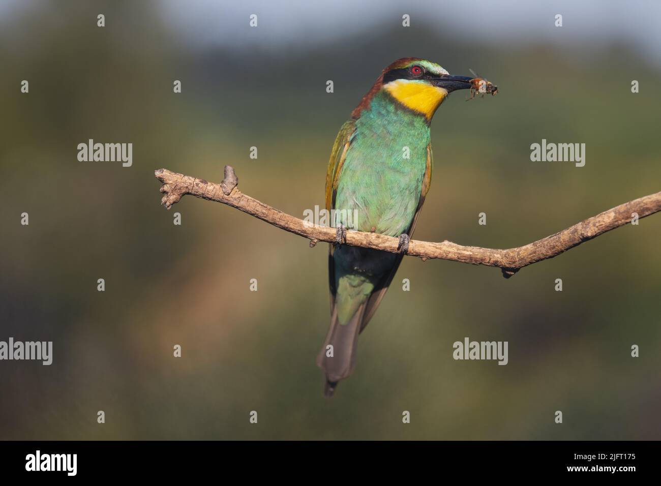 Bunter Bienenfresser Vogel mit Fliege Stockfoto