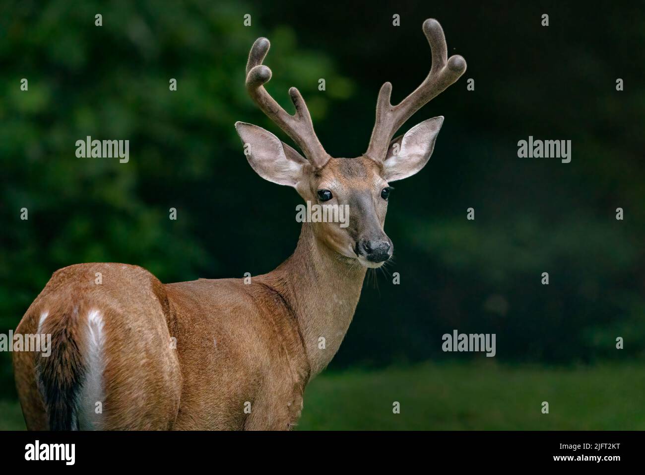 Ein weißer Schwanzbock aus Samt. Stockfoto