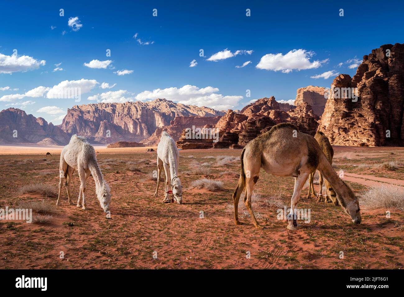 Kamele weiden in der Wüste Wadi Rum, Aqaba, im Süden Jordaniens Stockfoto