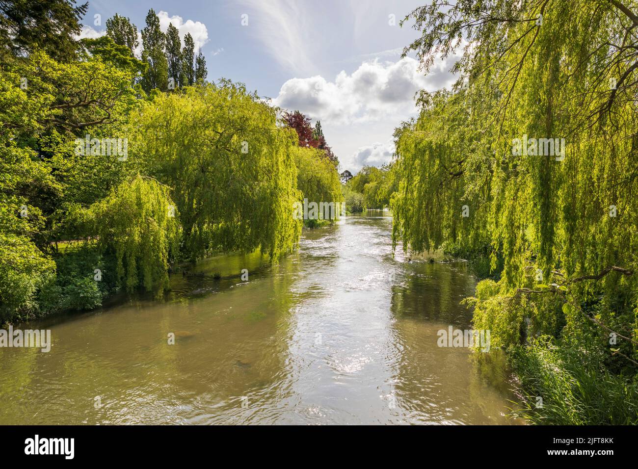 Das River Kennet, gesäumt von Trauerweidenbäumen bei Marsh Benham, Newbury, Berkshire, England, Großbritannien, Europa Stockfoto