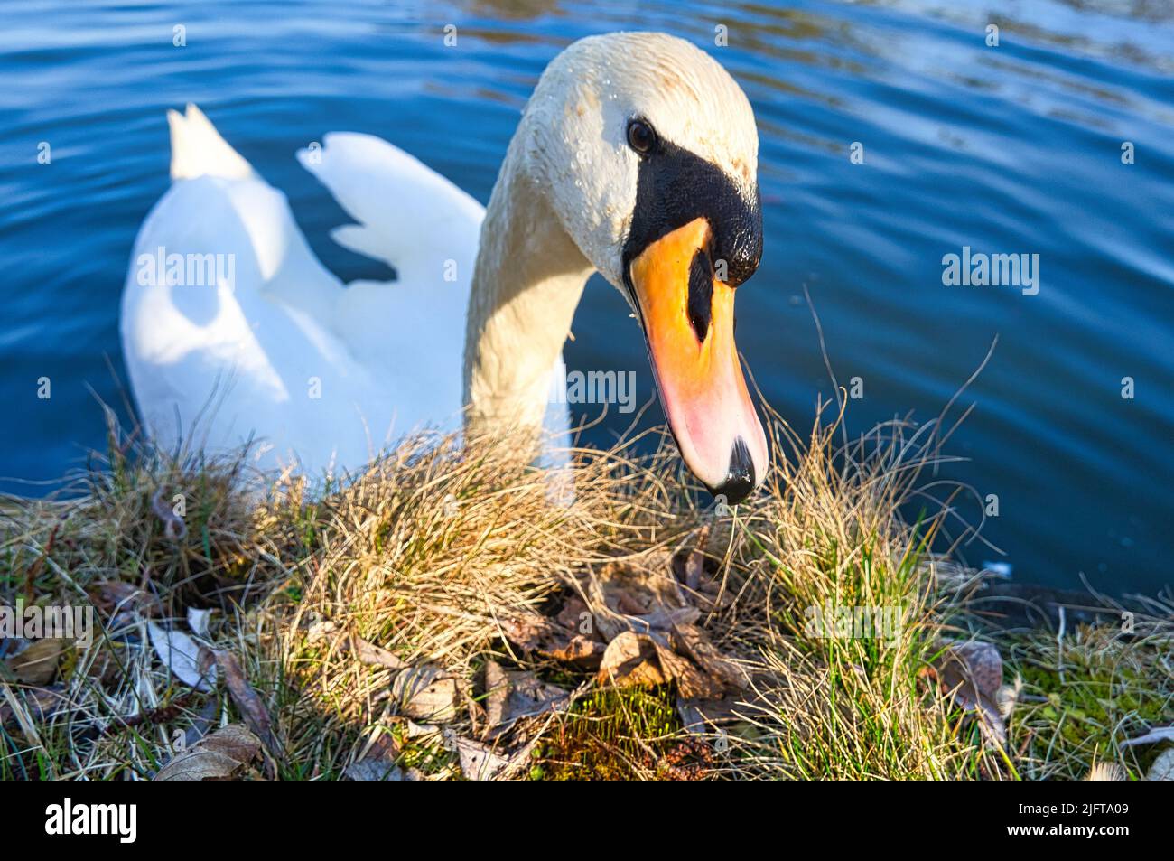 Stummer Schwan am Ufer. Interessierter Blick des Wasservogels. Vogel aus Brandenburg. Tierfoto aus der Natur Stockfoto