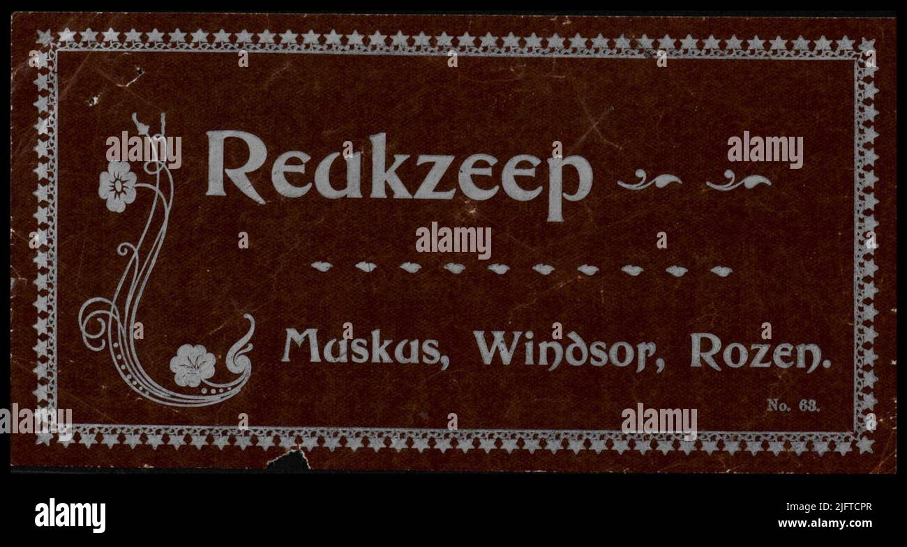 ReukzeepMuskus, Windsor, Rozen.Nr. 63. Stockfoto
