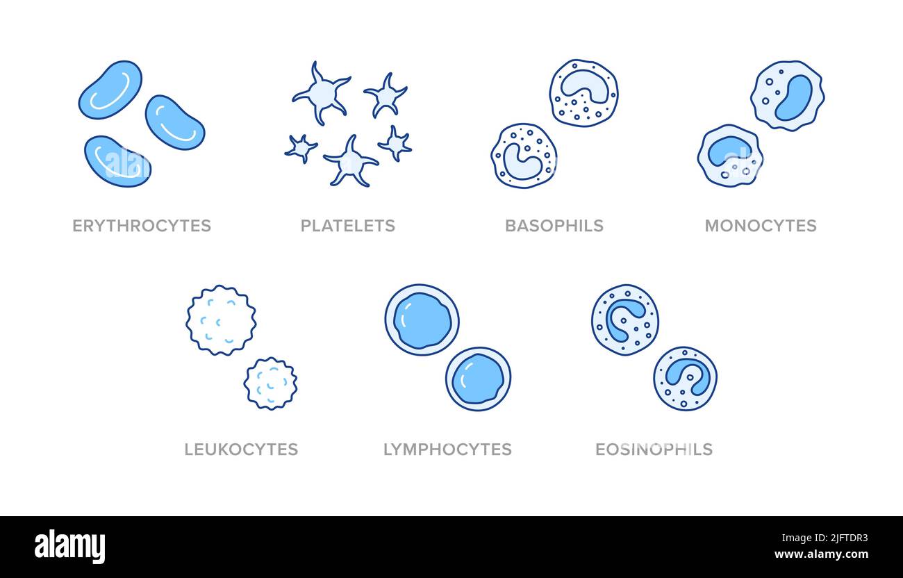 Abbildung der Blutkörperchen mit Symbolen - Erythrozyten, Thrombozyten, Basophile, Monozyten, Leukozyten, Lymphozyt, Eosinophil. Dünne Linie Kunst über Stock Vektor