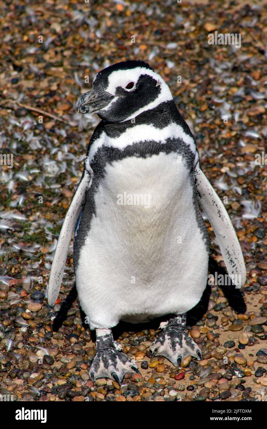 Magellanic Pinguin steht auf einem Stein Hintergrund Stockfoto