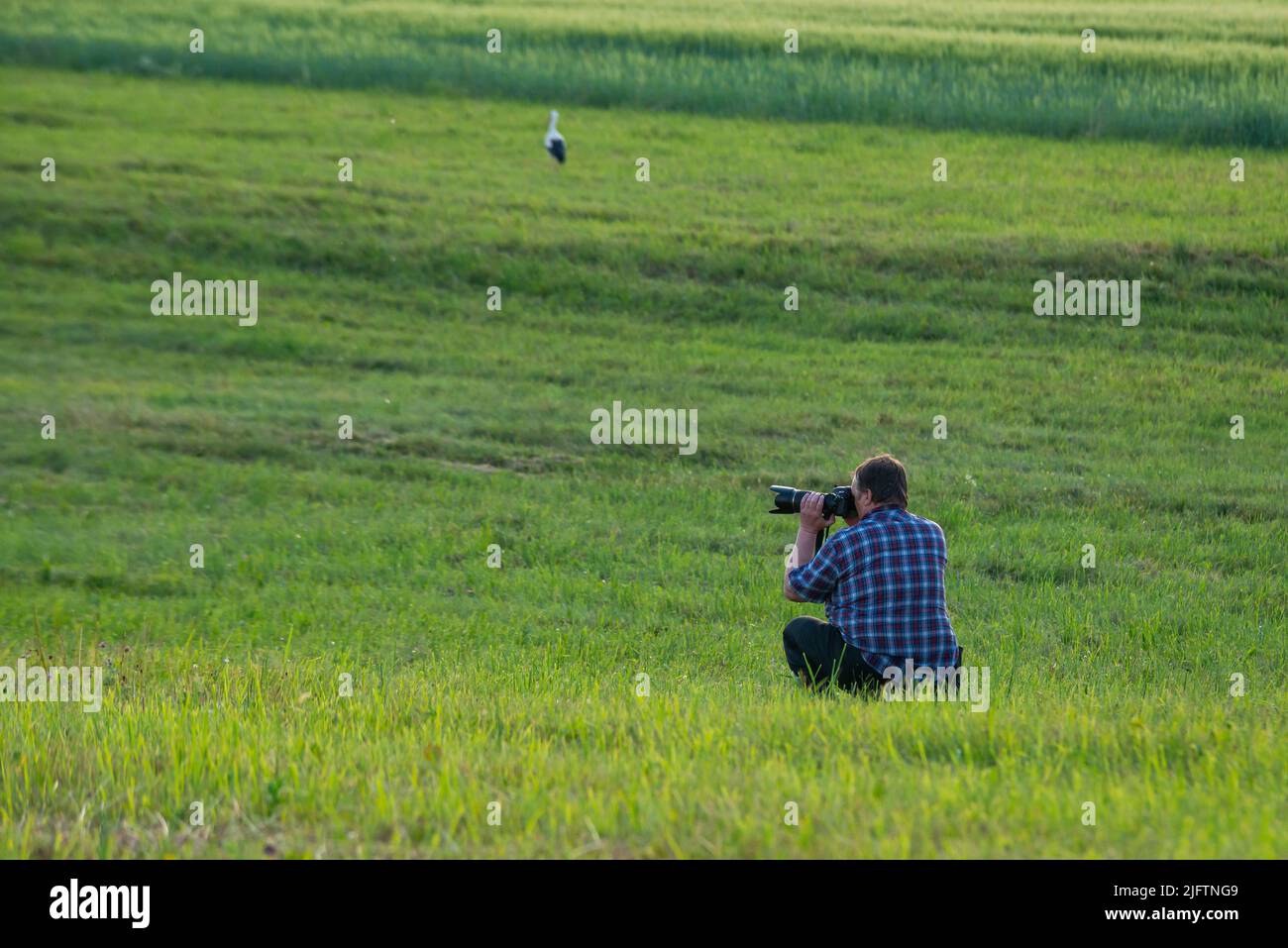 Ein männlicher Fotograf fotografiert draußen auf einer Maisfeld-Landschaft neben einem Weißstorch. Ein Mann hält eine Digitalkamera in der Hand. Reisen Natur Foto, Raum Stockfoto