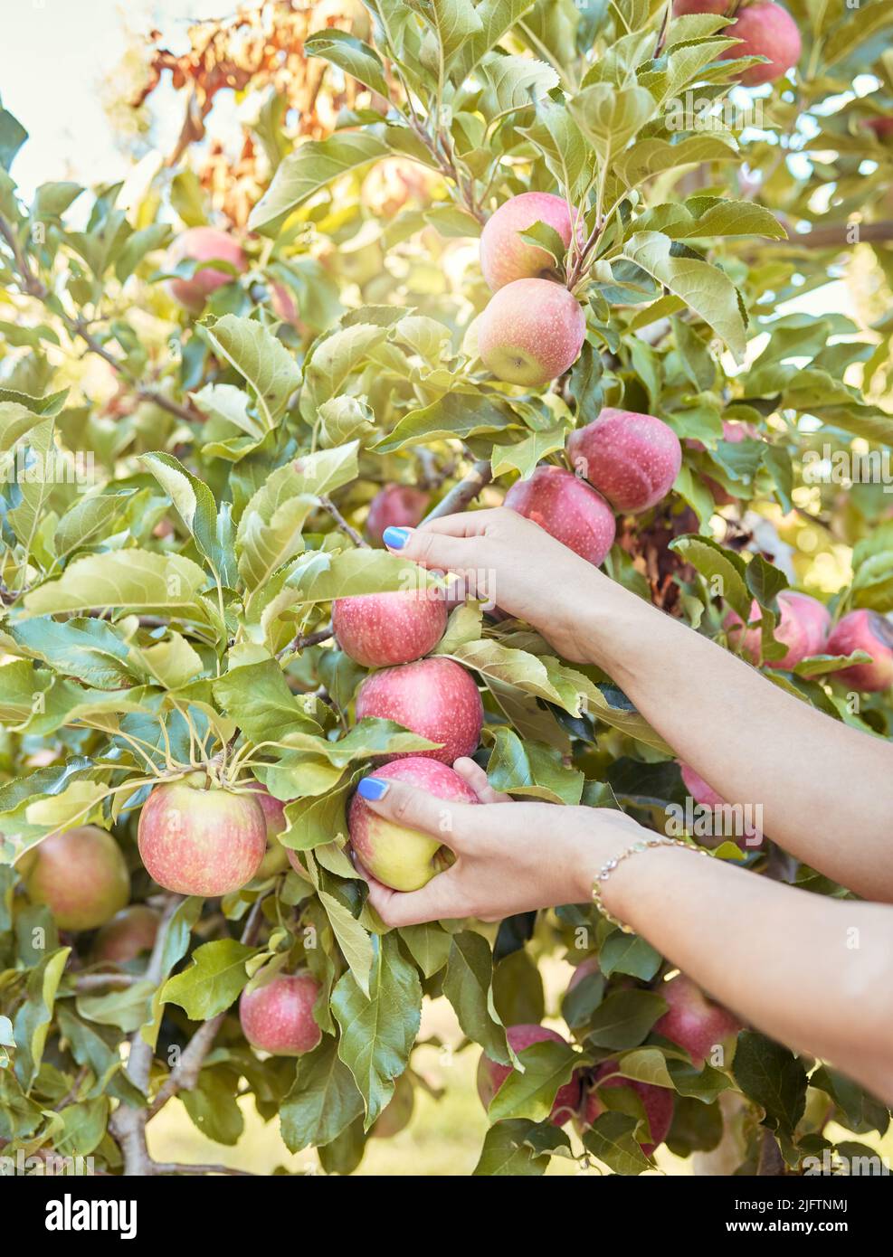 Nahaufnahme einer Frau, die sich an sonnigen Tagen draußen auf nachhaltigem Obstplantagen an den Bäumen nach frischen roten Äpfeln streckt. Hände des Bauern Ernte Stockfoto