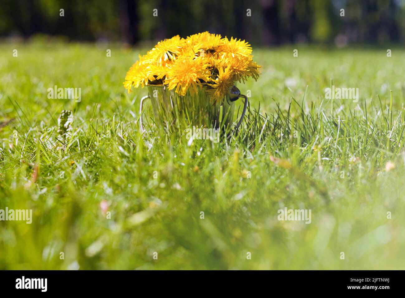 Am Eimer auf dem Gras stehen Dandelionen. Bouquet von gelben Dandelion Blumen an sonnigen Sommertag Stockfoto