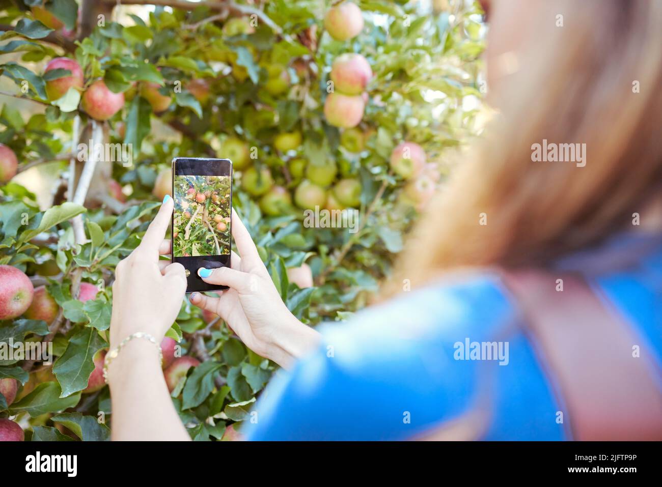 Nahaufnahme des Gerätebildschirms zoomte auf Äpfel, die auf einem Obstbaum wachsen. Bäuerin, die mit dem Smartphone einen reifen rosa Apfel auf einem Obstgarten fotografiert Stockfoto