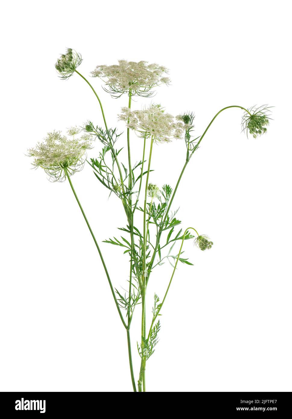 Wilde Karotte oder Daucus carota, Blüten isoliert auf weißem Hintergrund. Medizinische Kräuterpflanze Stockfoto