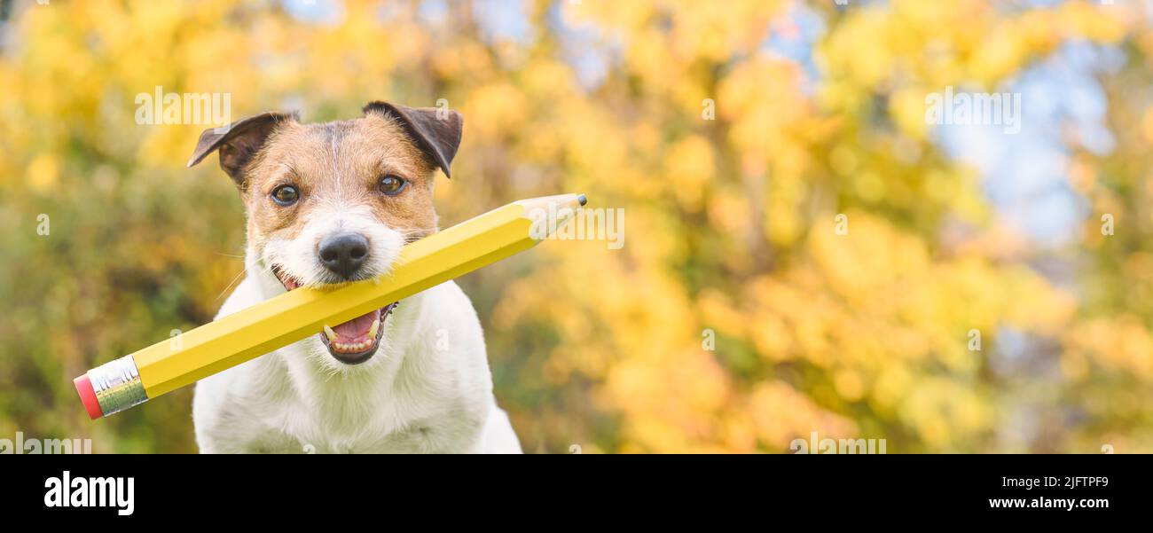 Panorama-Porträt von cleveren Hund hält im Mund großen Bleistift mit Fall gelben Blättern im Hintergrund. Zurück zum Schulkonzept. Stockfoto