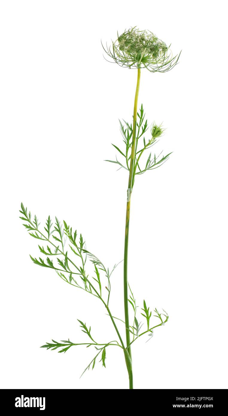 Wilde Karotte oder Daucus carota, Blüten isoliert auf weißem Hintergrund. Medizinische Kräuterpflanze Stockfoto