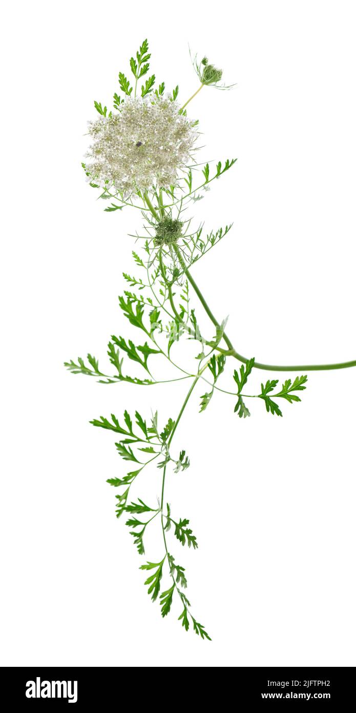 Wilde Karotte oder Daucus carota, Blüten isoliert auf weißem Hintergrund. Medizinische Kräuterpflanze Stockfoto