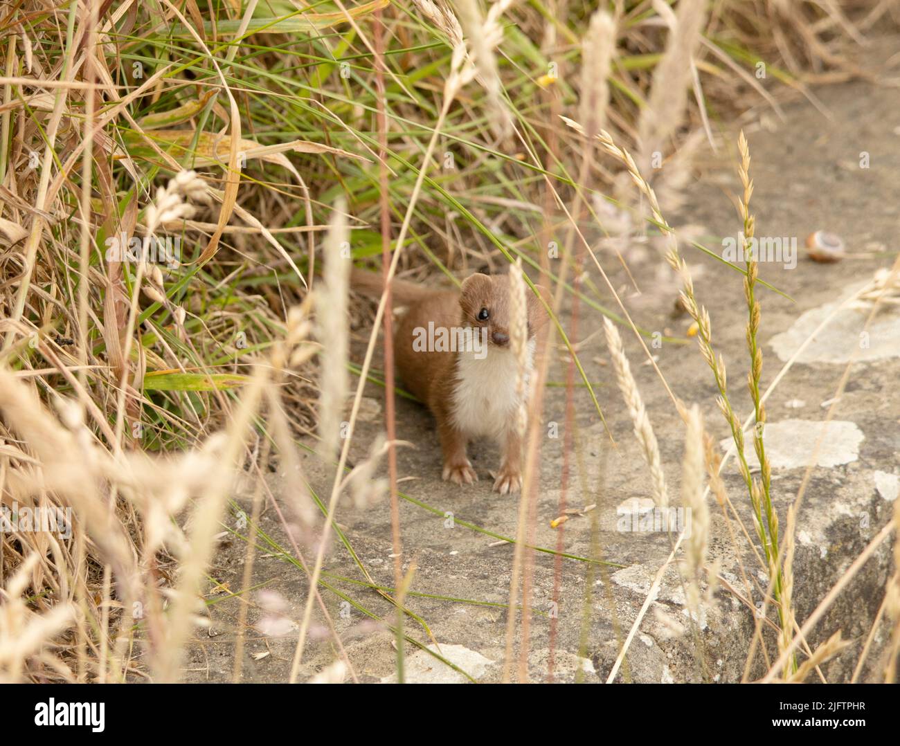 Der Weasel sieht aus wie eine kleine Eselin und ist in Großbritannien weit verbreitet. Sie sind Tag und Nacht aktiv und fressende Raubtiere kleiner Säugetiere. Stockfoto
