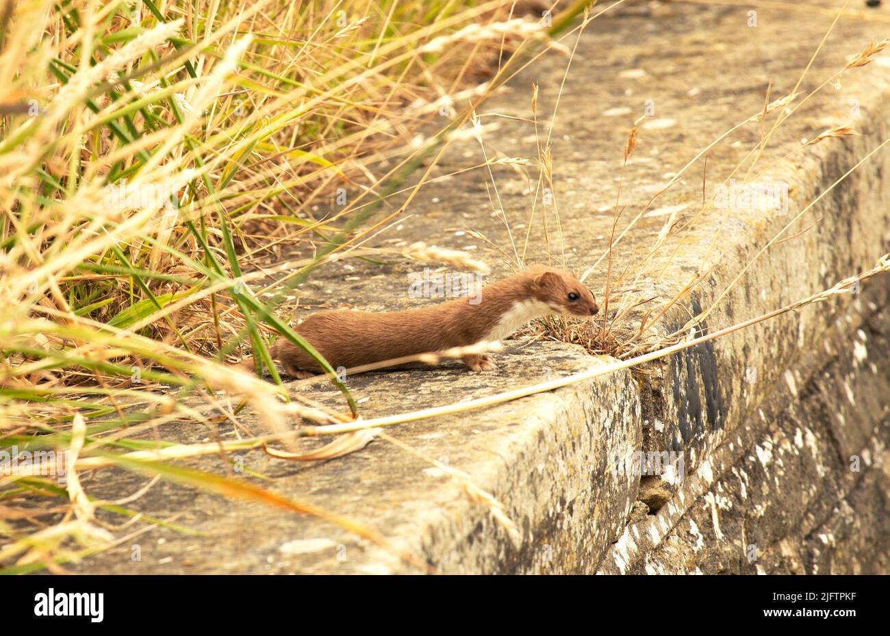 Der Weasel sieht aus wie eine kleine Eselin und ist in Großbritannien weit verbreitet. Sie sind Tag und Nacht aktiv und fressende Raubtiere kleiner Säugetiere. Stockfoto