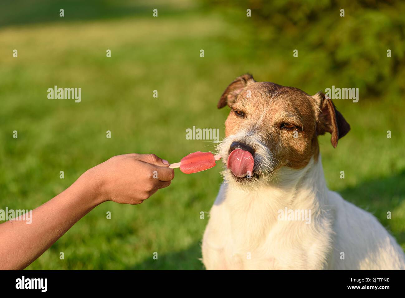 Kind gibt seinem Haustier eine Freude. Hund leckt Nase nach Verkostung Frucht roten Popsicle Stockfoto