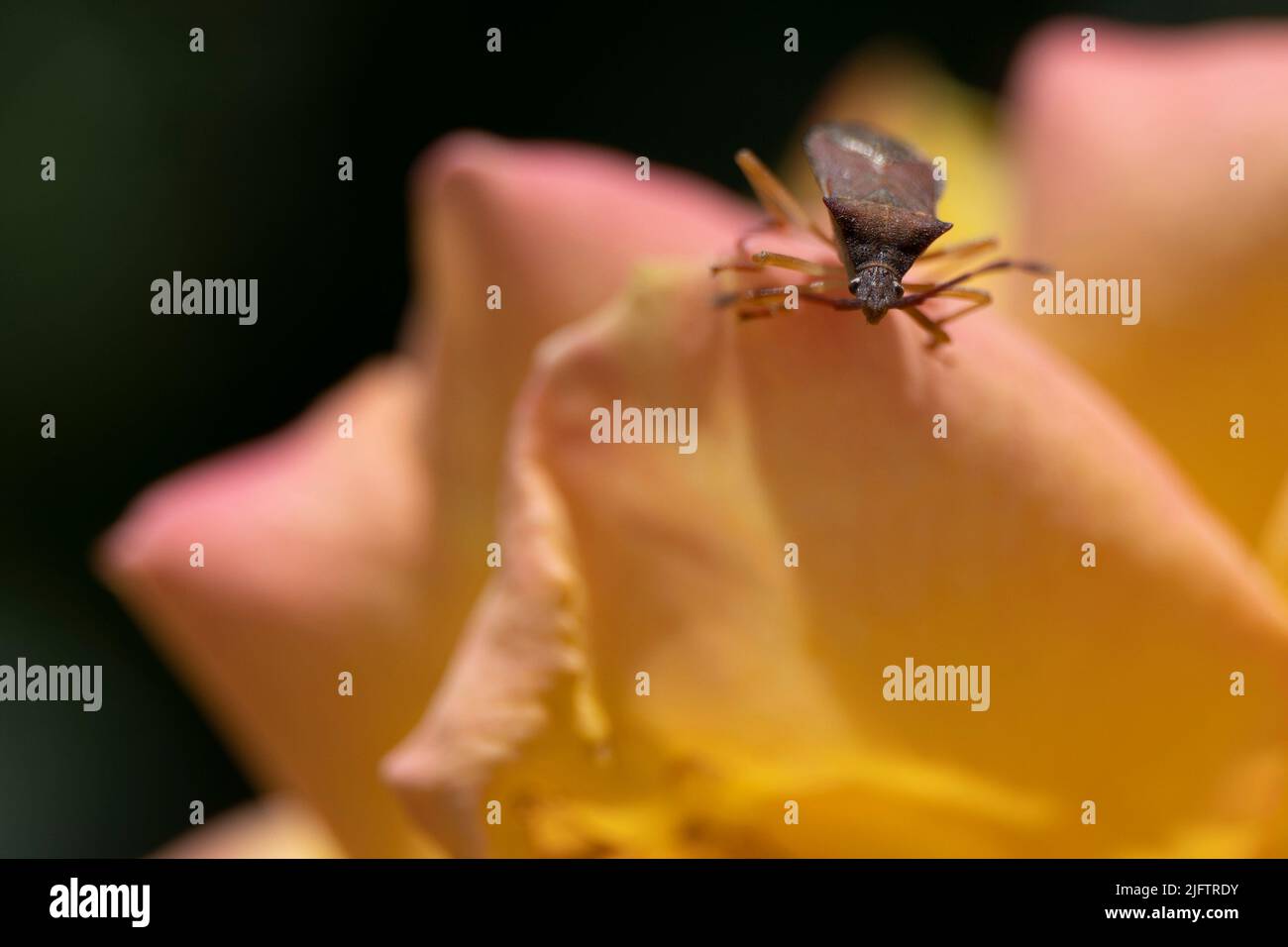 Makrofoto eines Lederkantenwanzes auf einem orangefarbenen Rosenblau Stockfoto