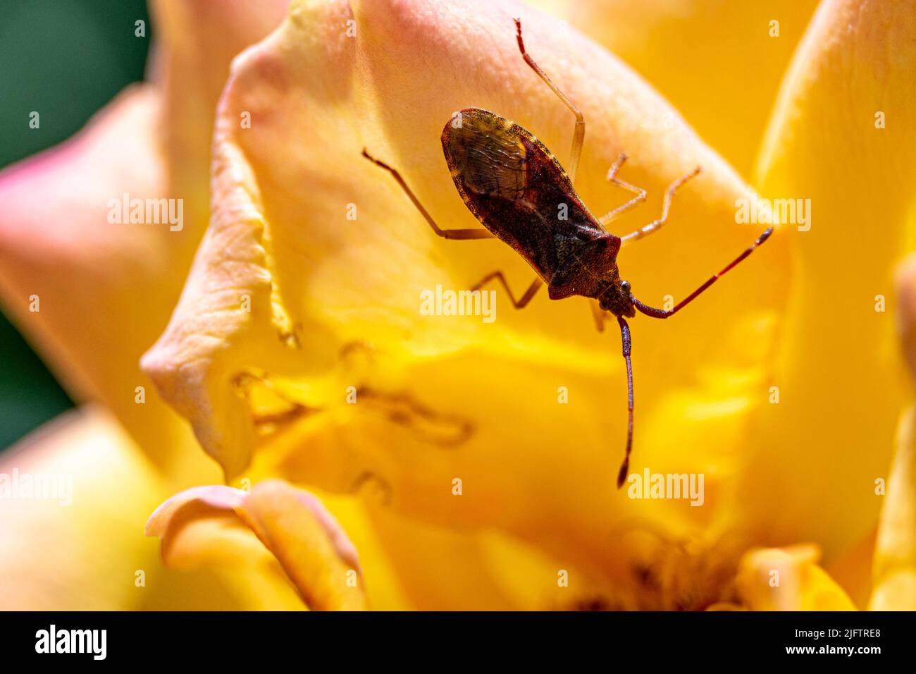 Makrofoto eines Lederkantenwanzes auf einem orangefarbenen Rosenblau Stockfoto