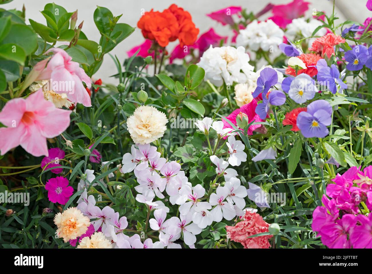 Anuelle Pflanzmaschine mit roter Geranie und violetter Surfinie Stockfoto