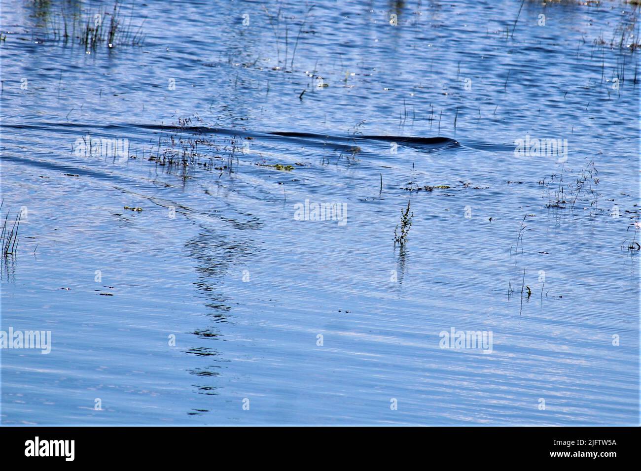 Die schöne Natur Lettlands. Stockfoto