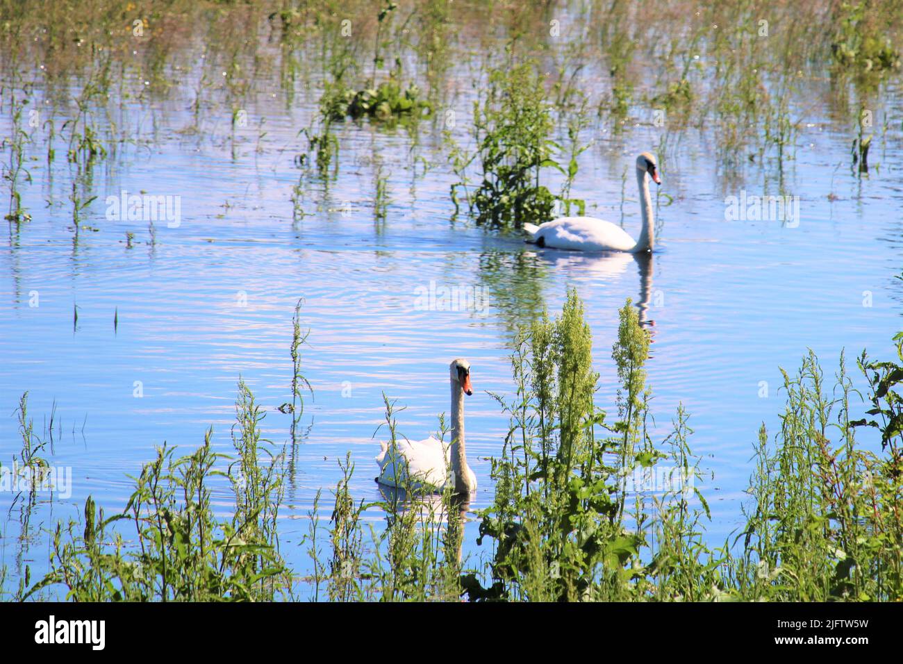 Die schöne Natur Lettlands. Stockfoto