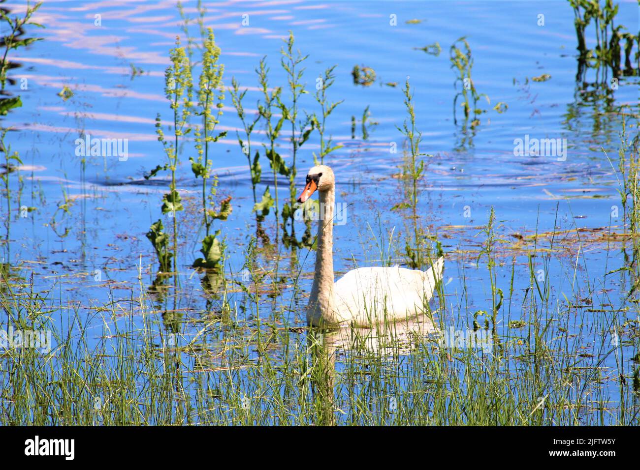 Die schöne Natur Lettlands. Stockfoto