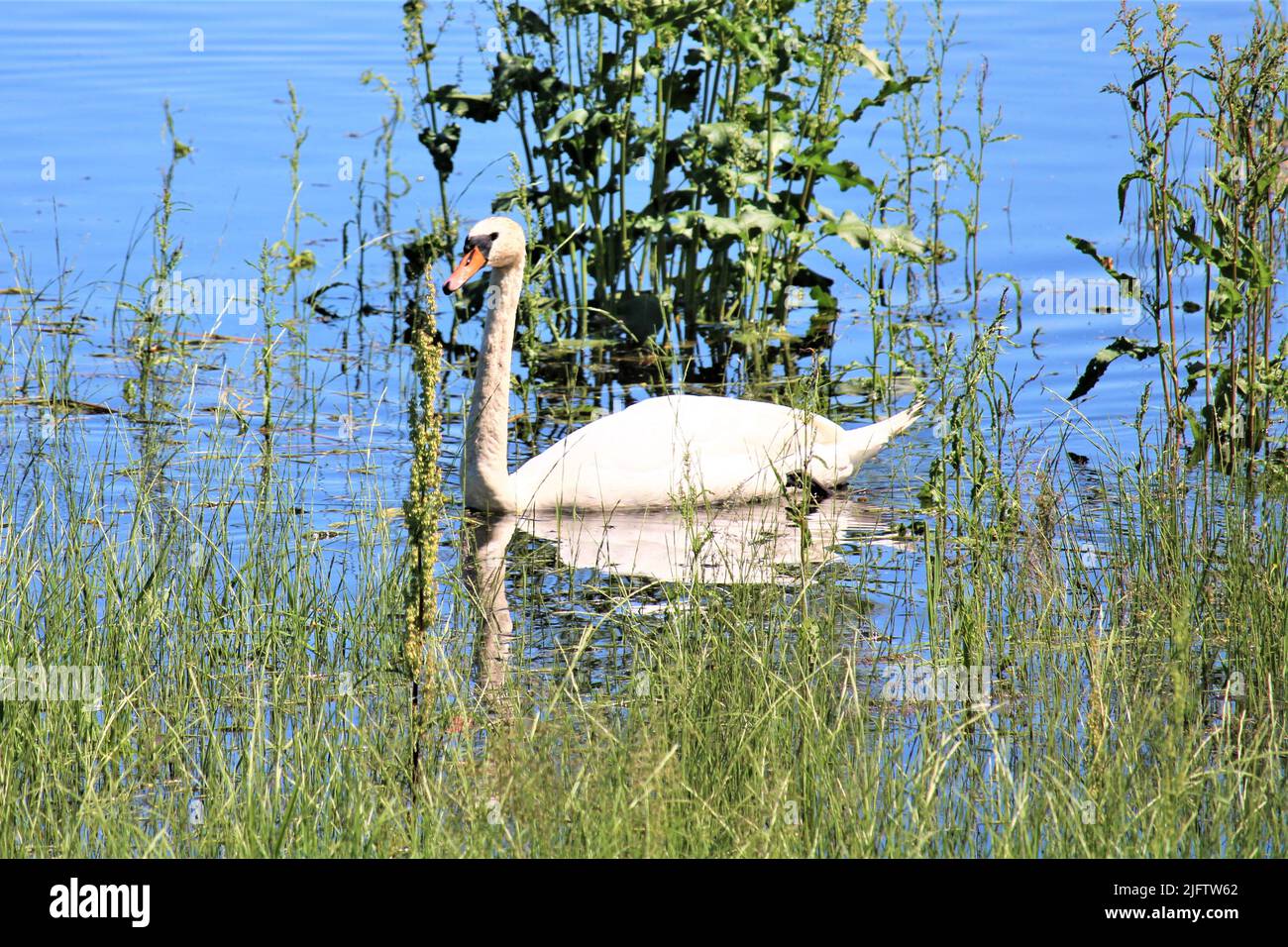 Die schöne Natur Lettlands. Stockfoto