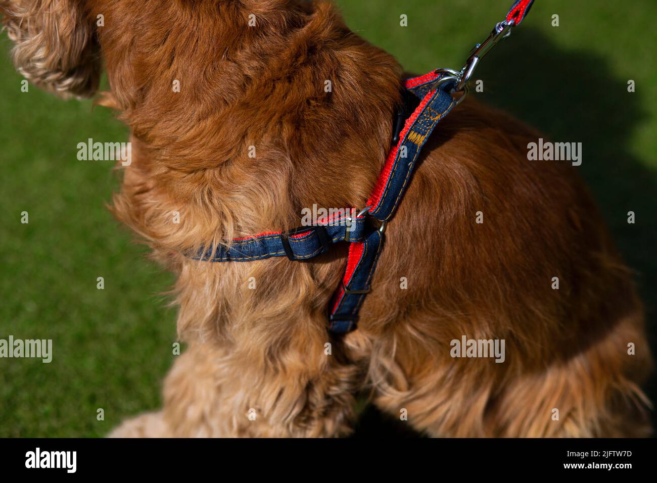 Mit blauem Colar englischer springer Spaniel auf grünem Hintergrund Stockfoto