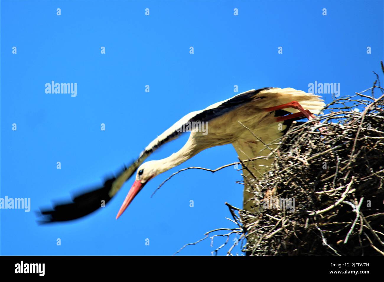 Die schöne Natur Lettlands. Stockfoto