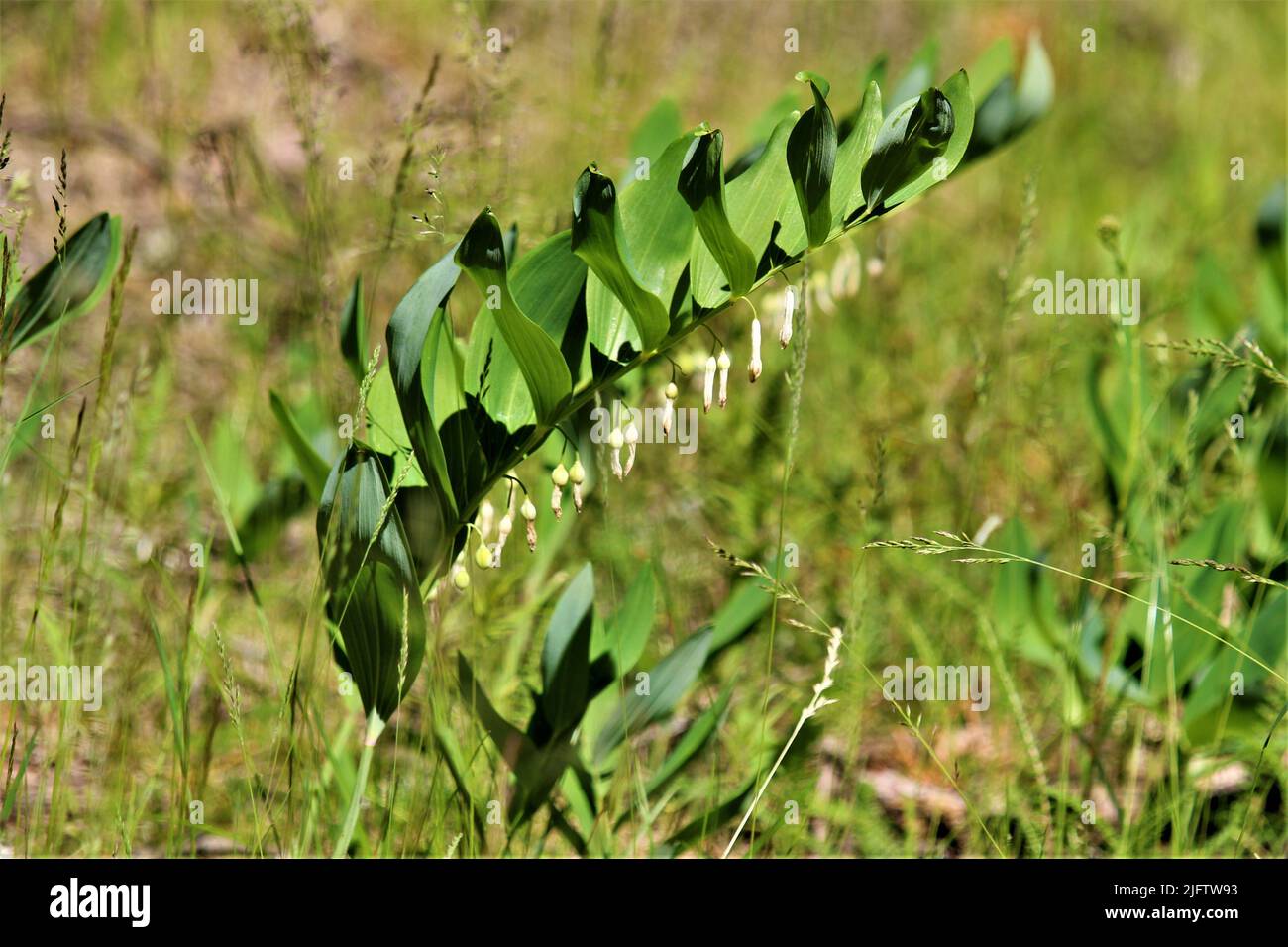 Die schöne Natur Lettlands. Stockfoto