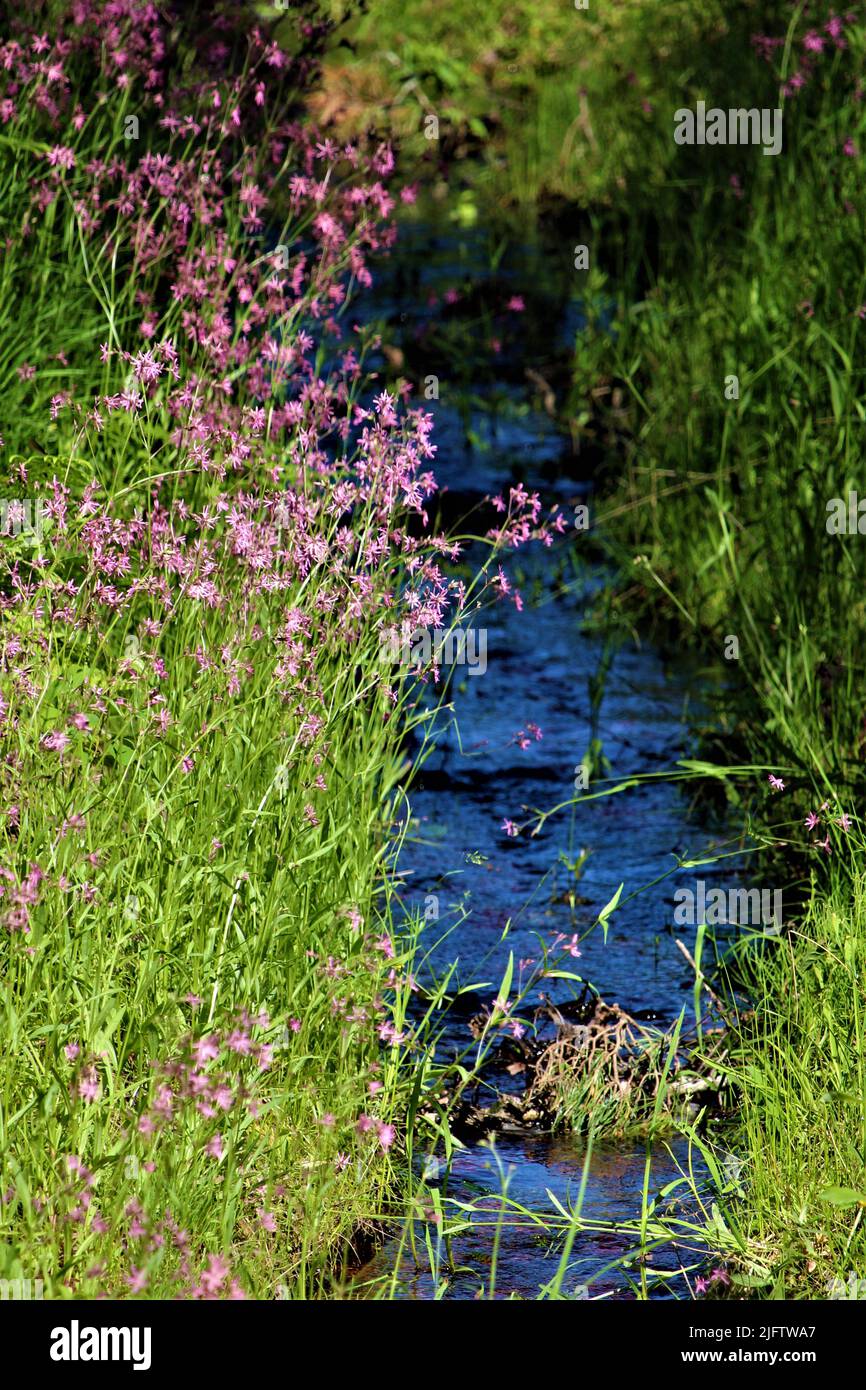 Die schöne Natur Lettlands. Stockfoto