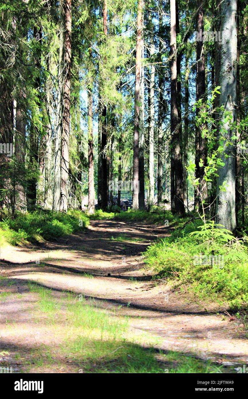 Die schöne Natur Lettlands. Stockfoto