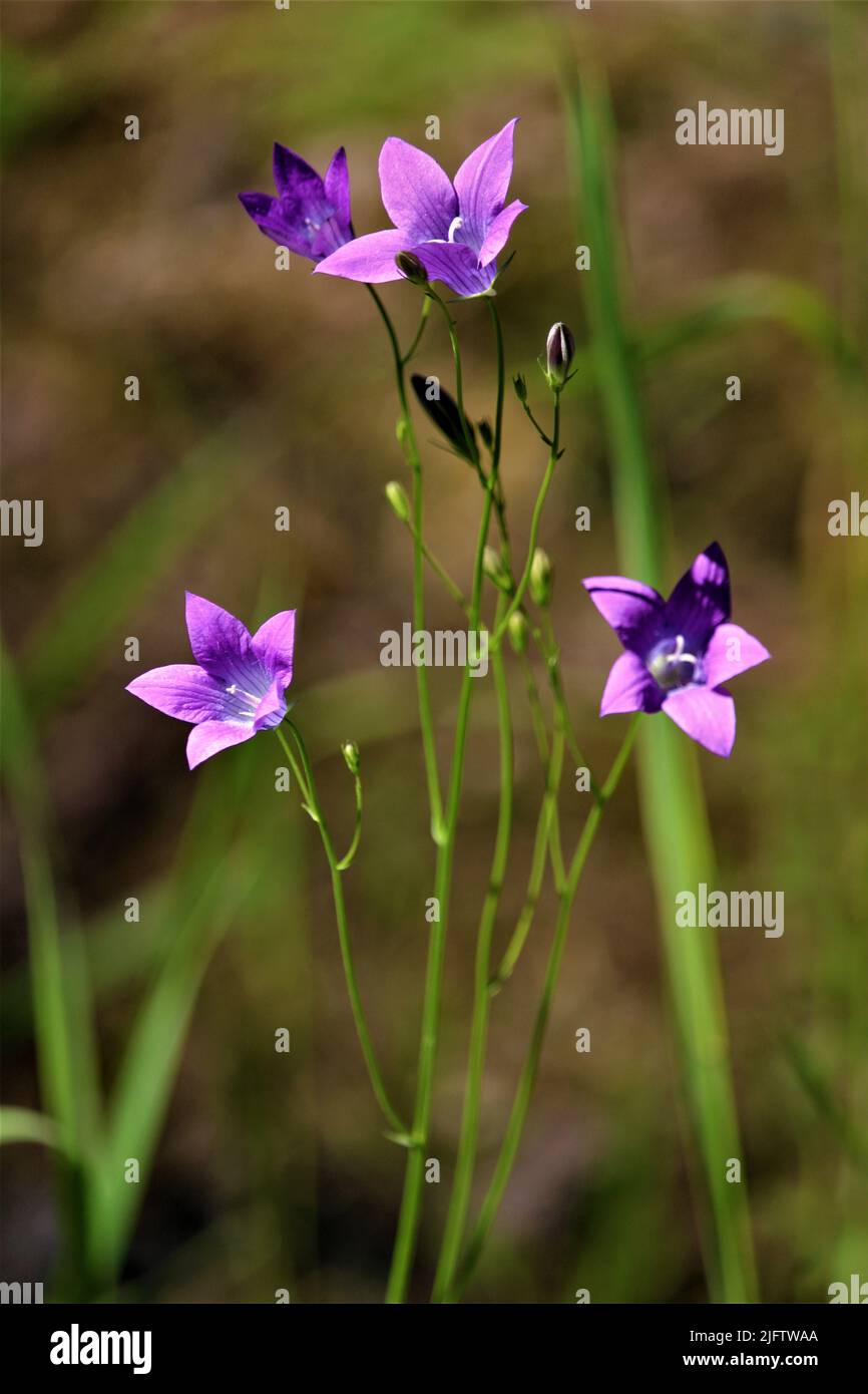 Die schöne Natur Lettlands. Stockfoto