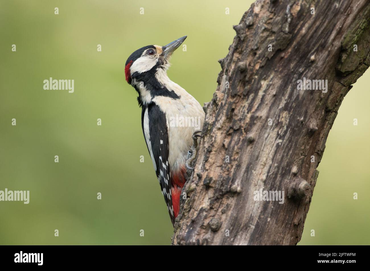 Woodpecker mit großartigem Punktmuster im High Batts Nature Reserve Stockfoto