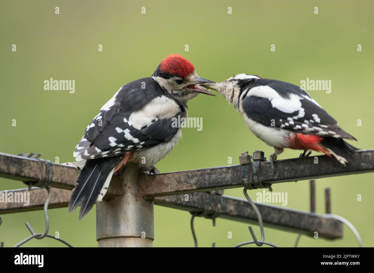 Great Spotted Woodpecker füttert einen Jugendlichen, North Yorkshire Stockfoto
