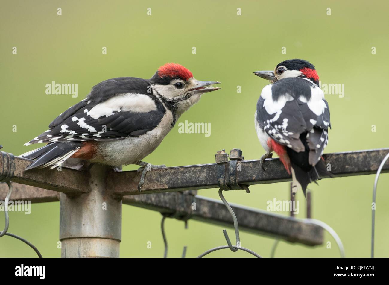 Great Spotted Woodpecker füttert einen Jugendlichen, North Yorkshire Stockfoto