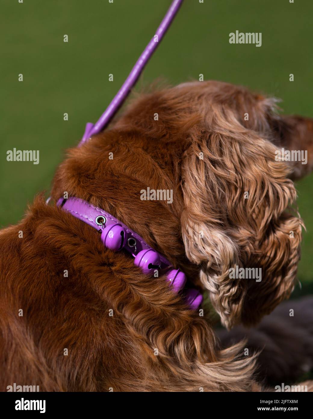 Süßer englischer Cocker Spaniel Welpe mit rosa Kolar Stockfoto