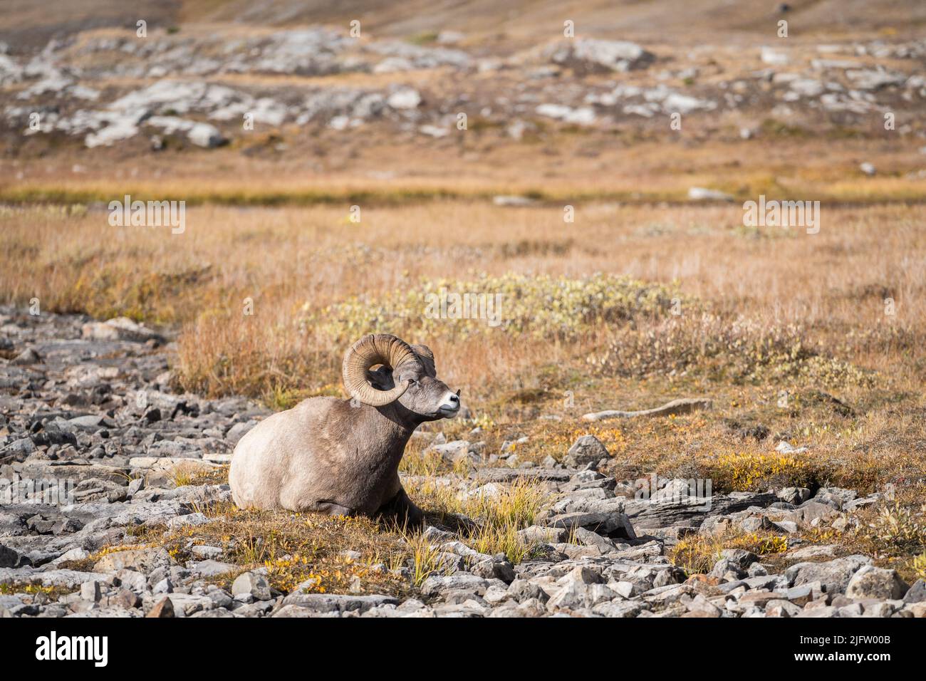 Männliche Dickhornschafe liegen und entspannen während der Brunftzeit, Jasper N.Park, Kanada Stockfoto