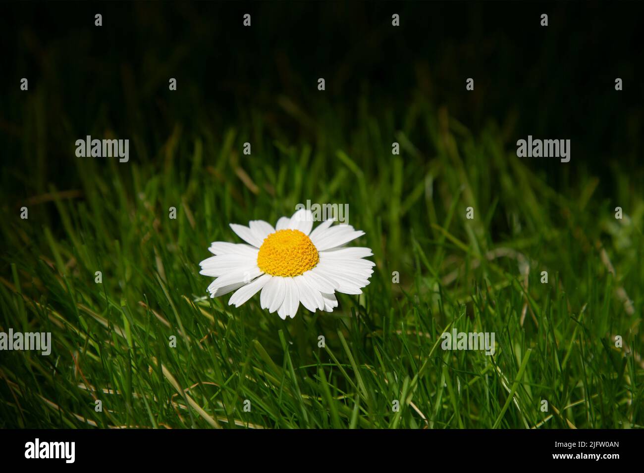 Eine Blume mit weißen Blütenblättern in der Sonne auf einem Hintergrund aus grünem Gras. Das Konzept der Schönheit vor dem Hintergrund eines gewöhnlichen grünen Rasens. Stockfoto