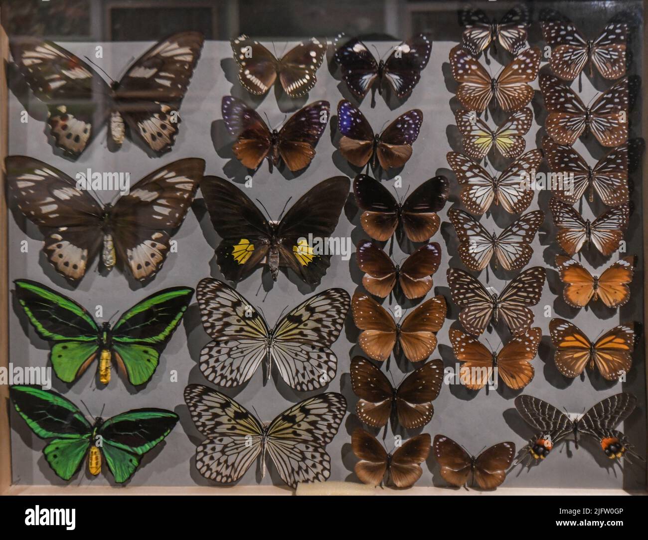 Schmetterlingsausstellung. Museum des Parks Postojnska Jama, Slowenien Stockfoto