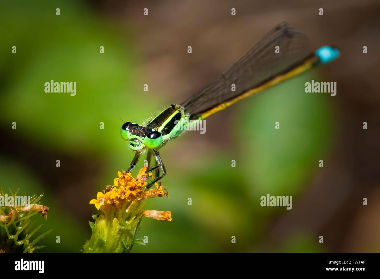 Ein Makrofoto einer Damselfliege, die in einem tropischen Garten in Fort Lauderdale, Florida, auf einer Blume steht. Stockfoto