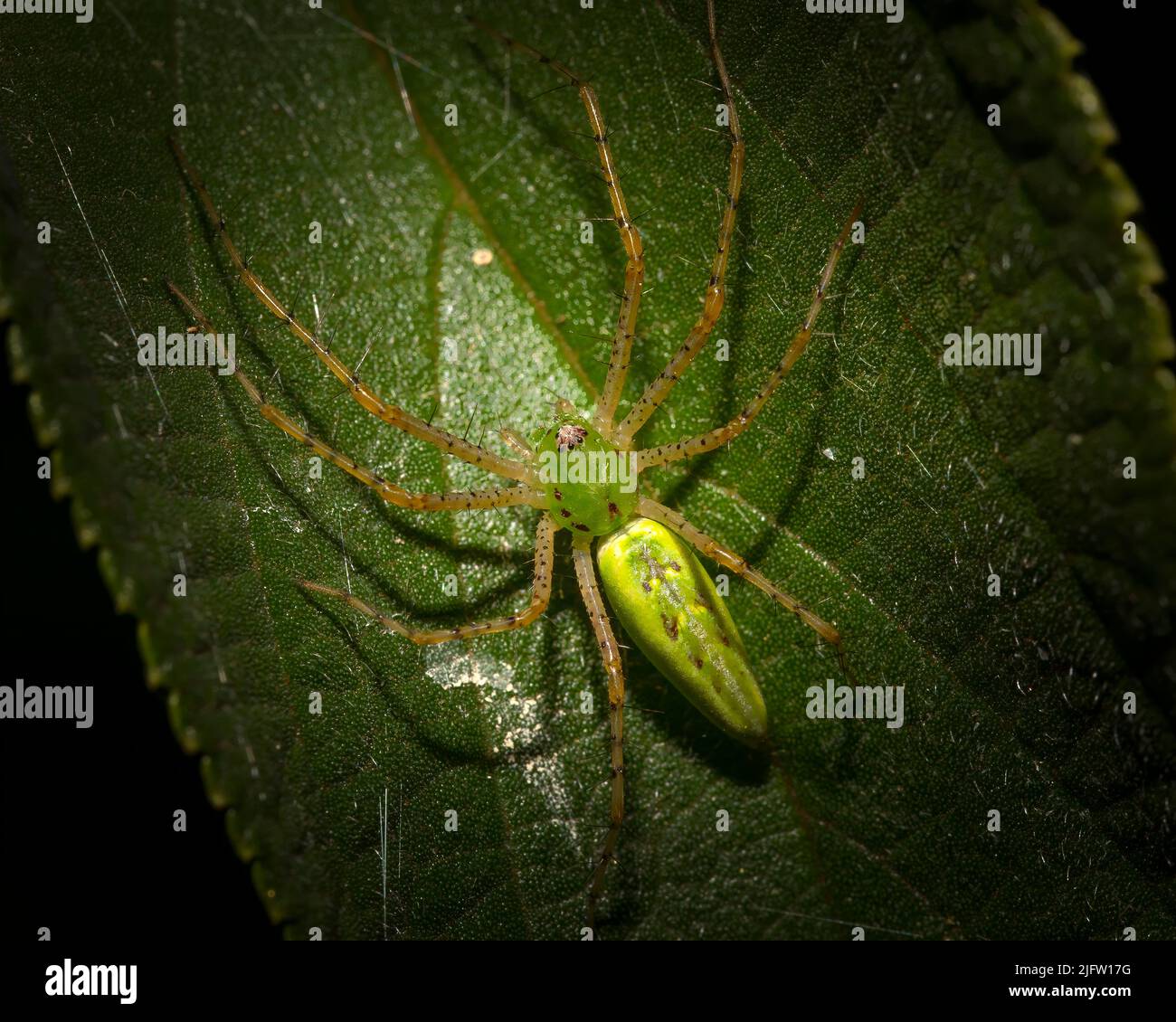 Ein Blick über den Kopf einer Green Lynx Spinne auf einem Blatt in den Florida Everglades. Stockfoto