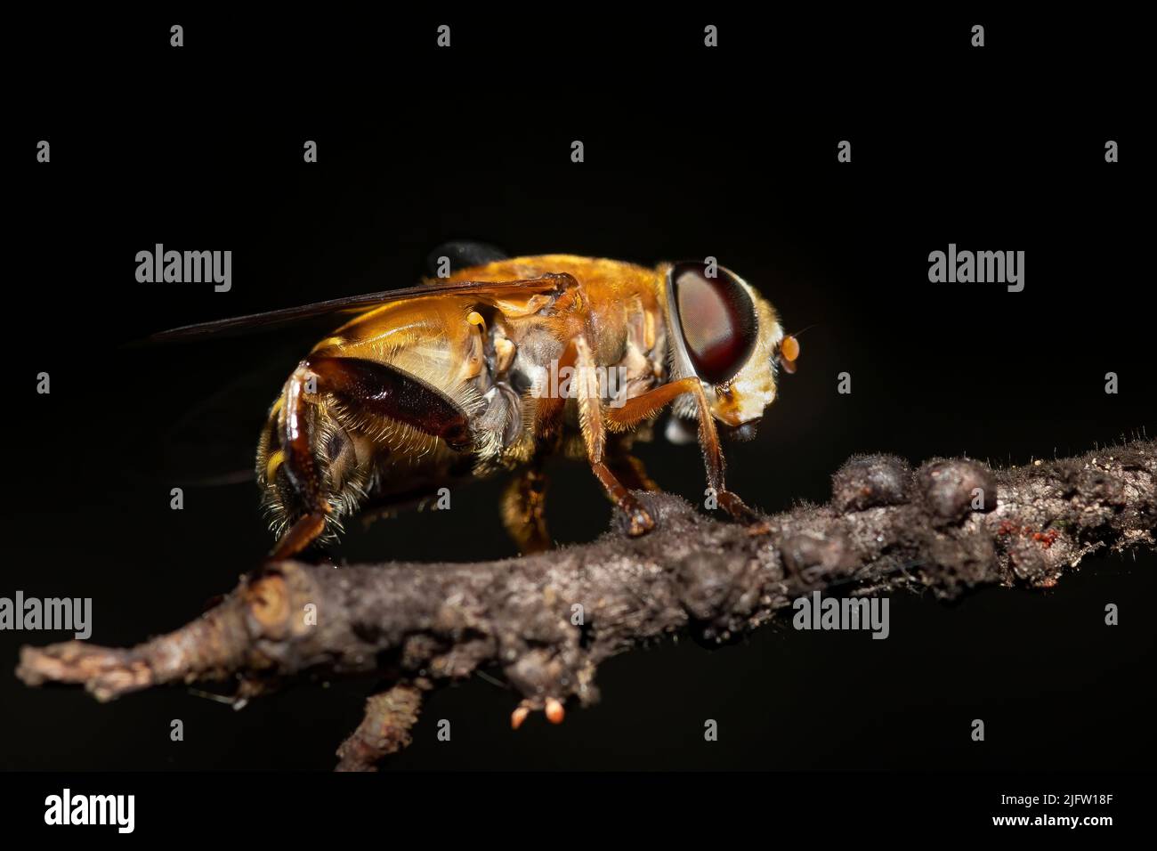Eine Drohnenfliege steht auf einem Blatt in einem Wald im Süden Floridas auf diesem Makrofoto. Stockfoto