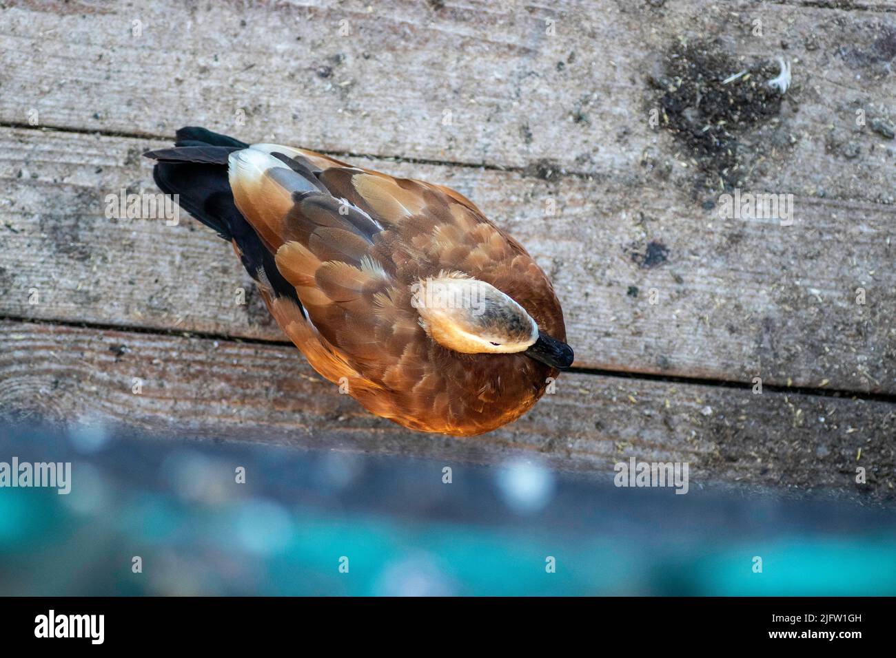 Schöne rote Ente sitzt auf einer hölzernen Plattform am Teich Stockfoto